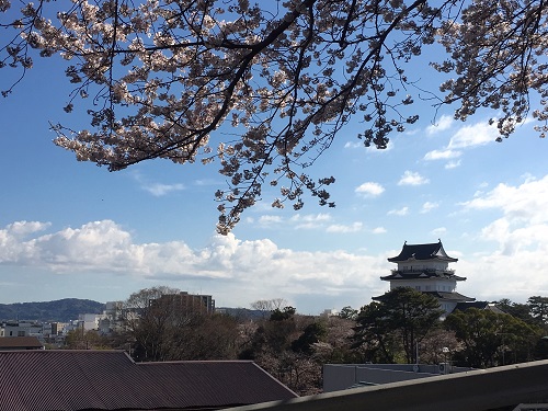 小田原城と桜.JPG
