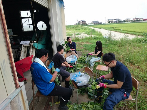 ＴＭＫ枝豆収穫②.JPG