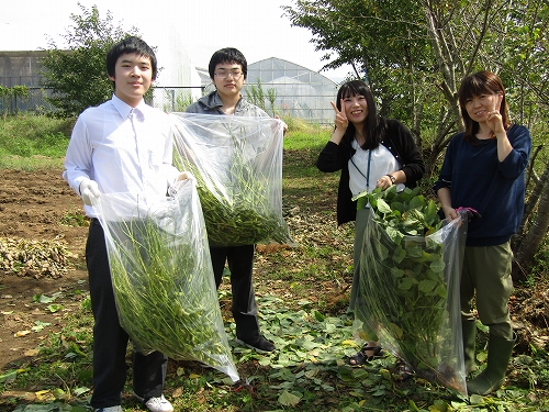 TMK枝豆収穫③.jpg